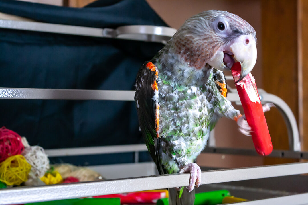 Cash the Bird